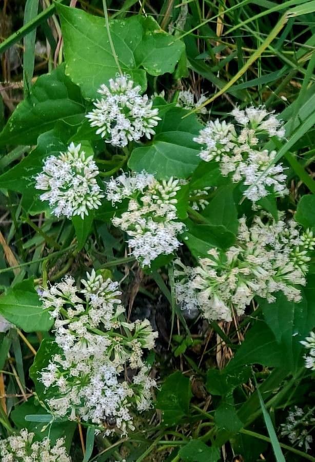 Mikania scandens 15