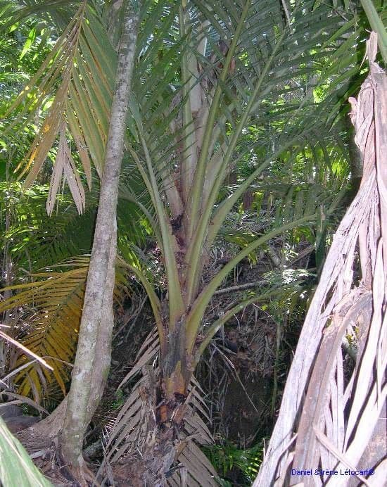 Cyphosperma 7