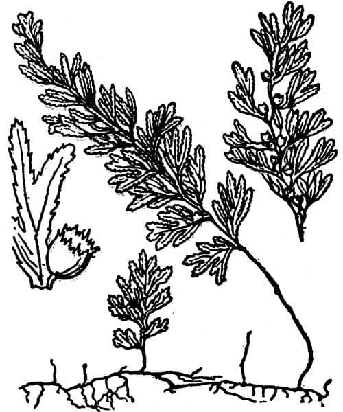 Braunes Hymenophyllum 27