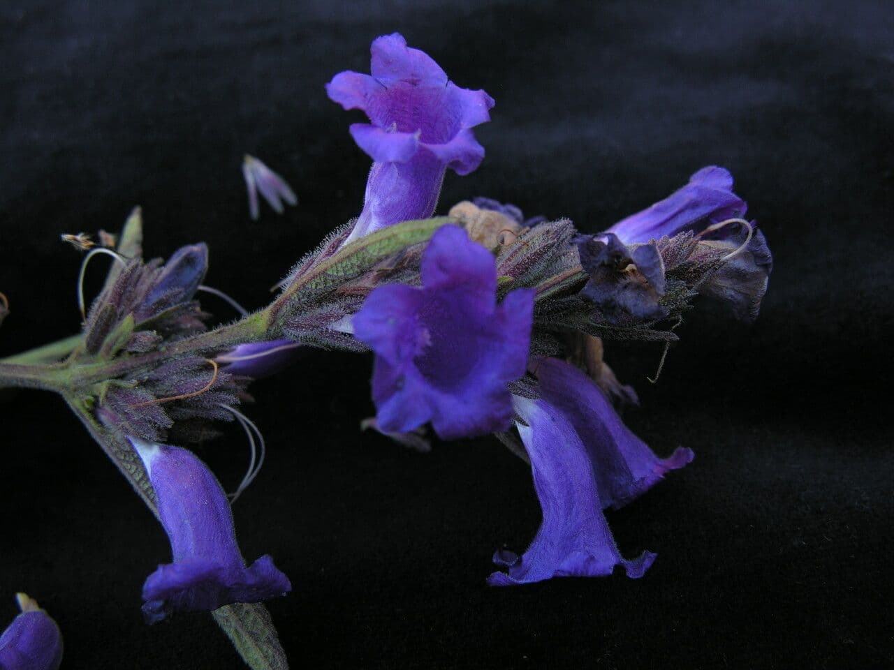 Strobilanthes 8