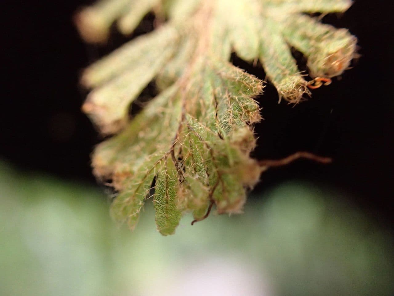 Hymenophyllum