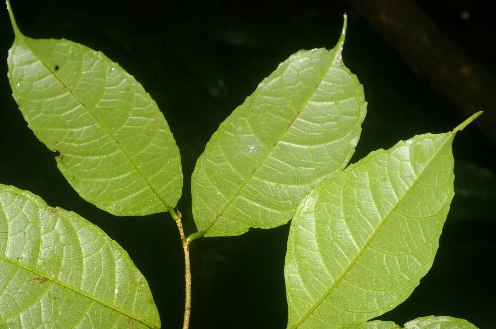 Sorocea trophoides 8