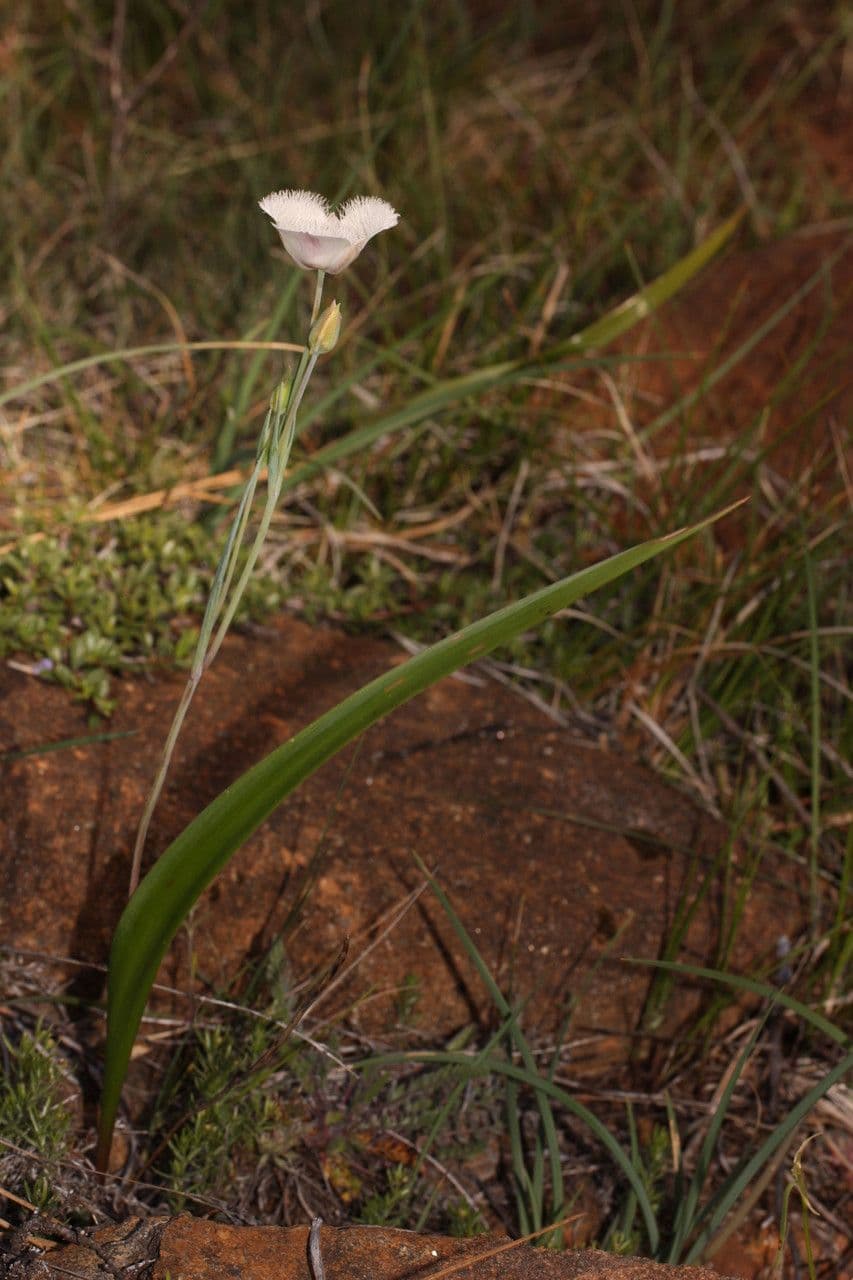 Calochortus 6