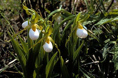 Cipripedio bianco 7