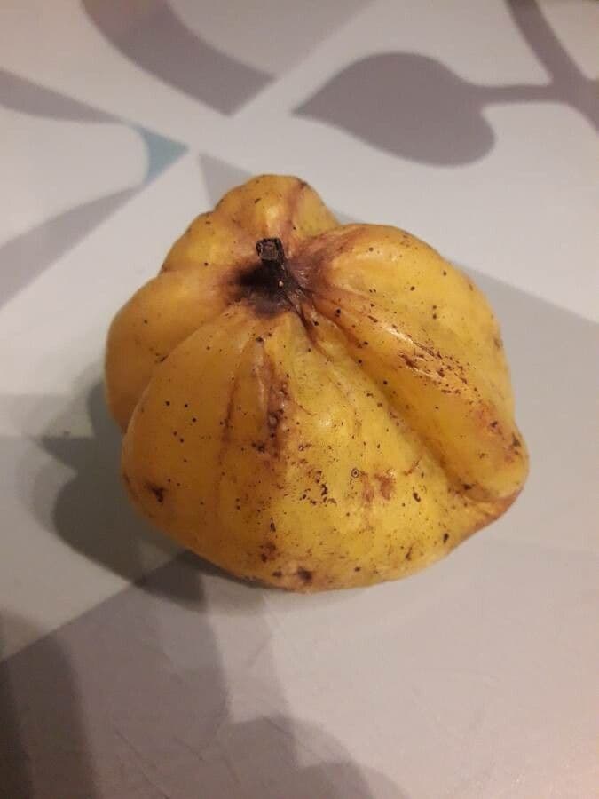 Hernandia 5