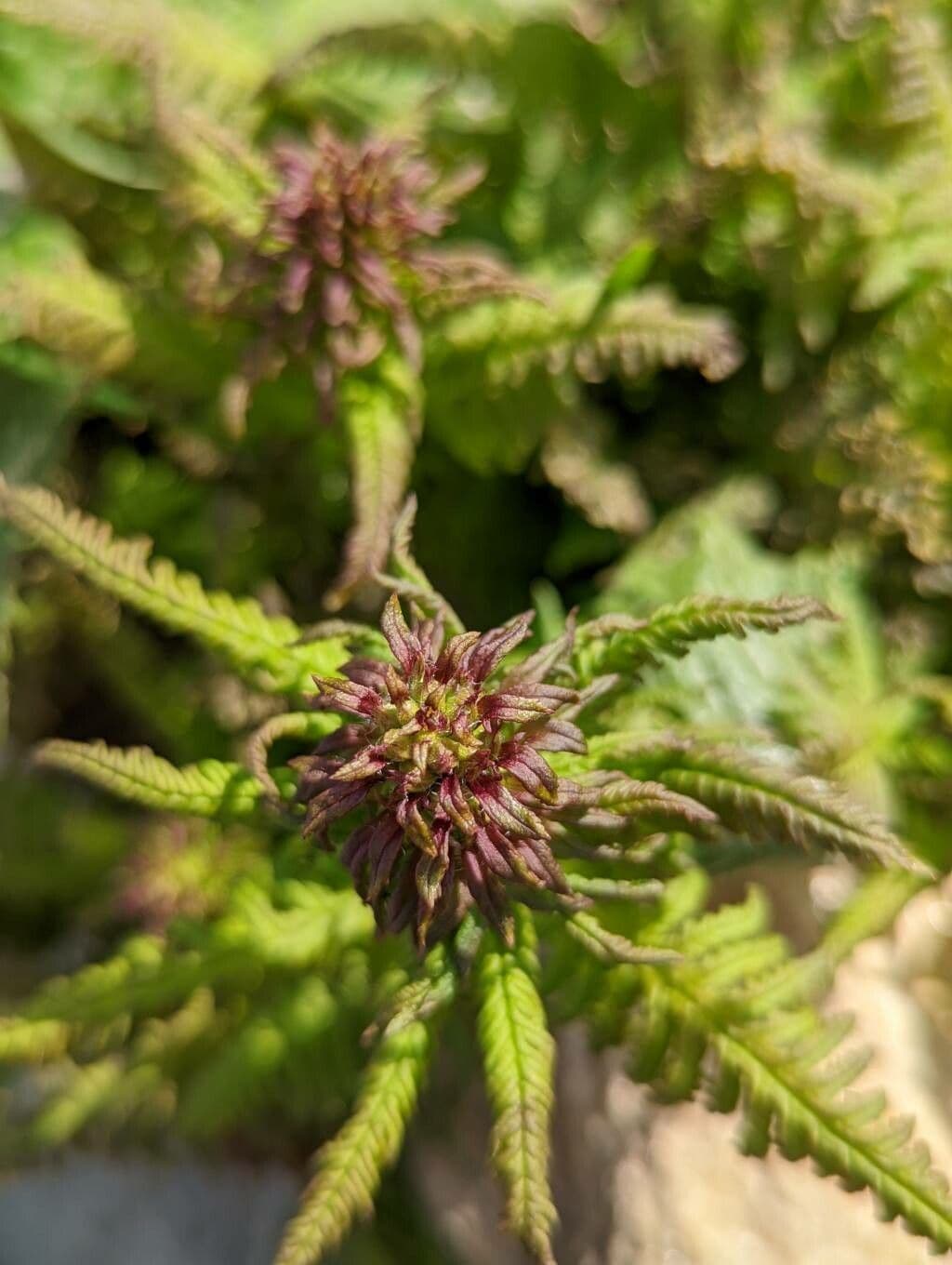 Pedicularis senza becco 7