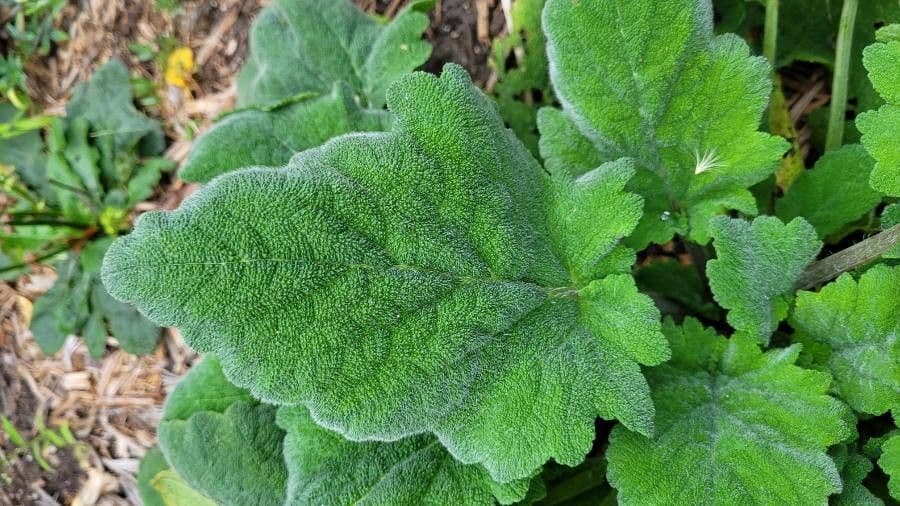 Salvia azurea 10