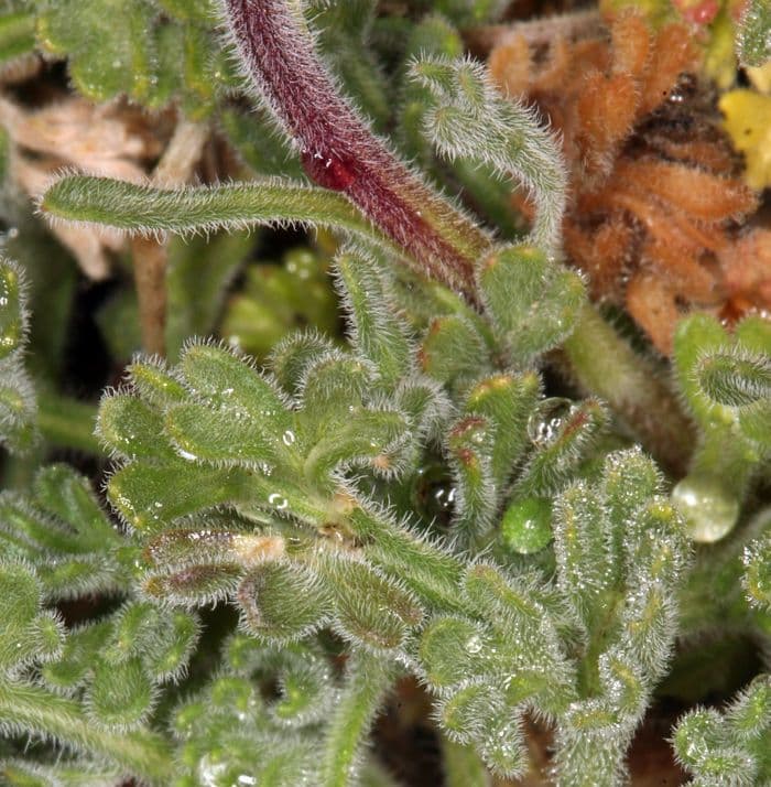 Erigeron composto
