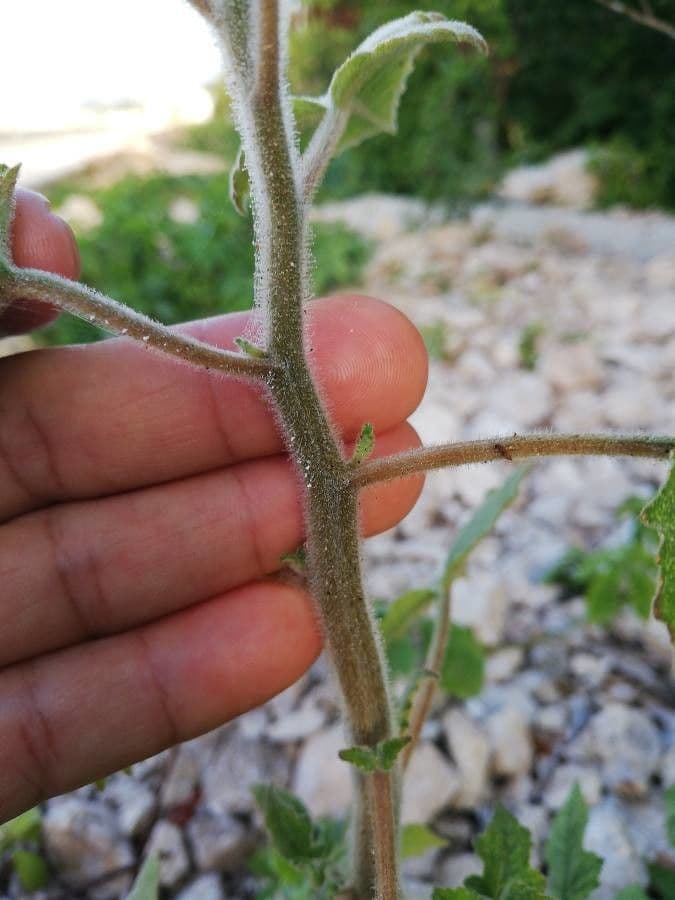 Mentzelia aspra 16