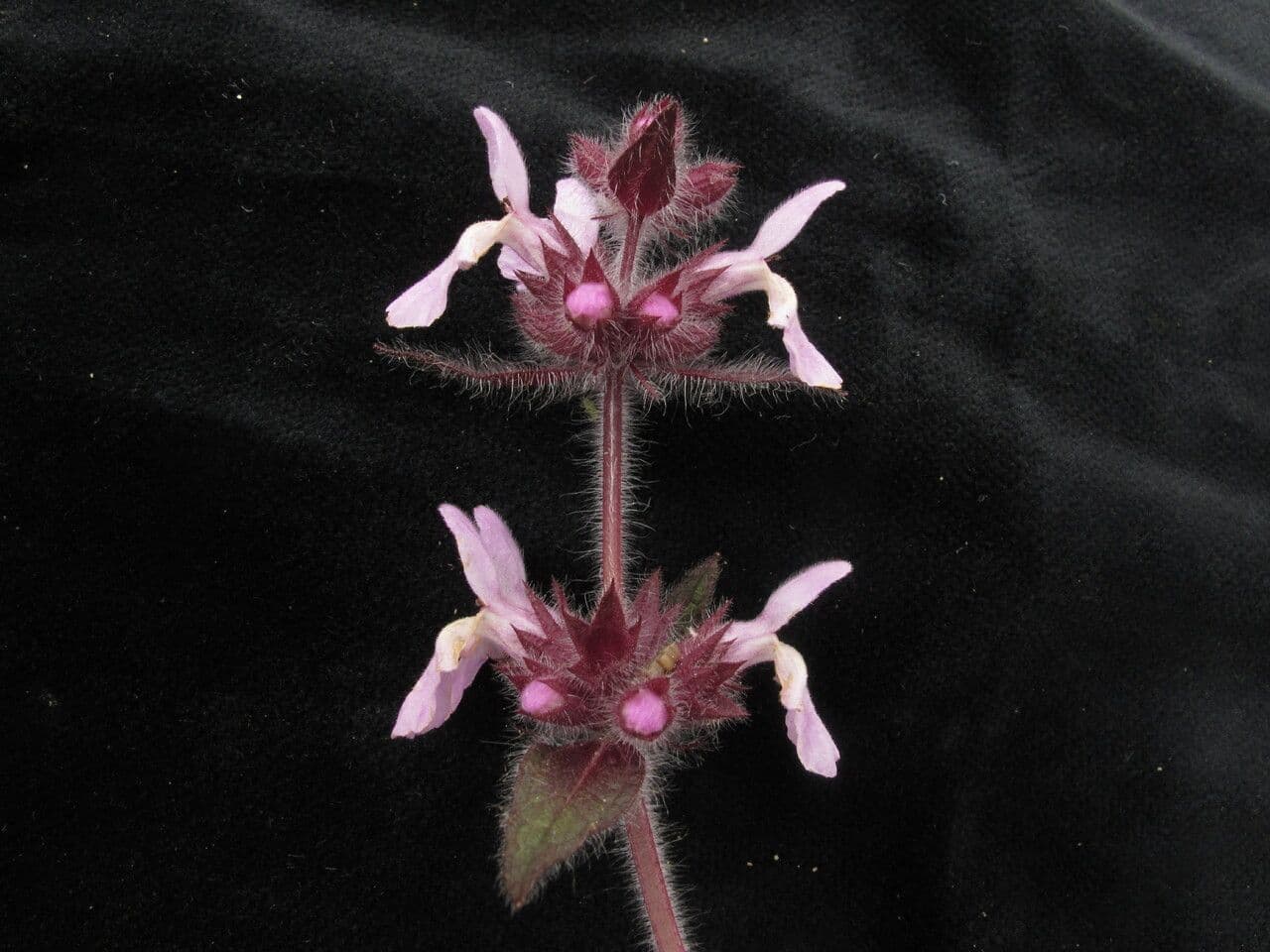 Stachys rigida 5