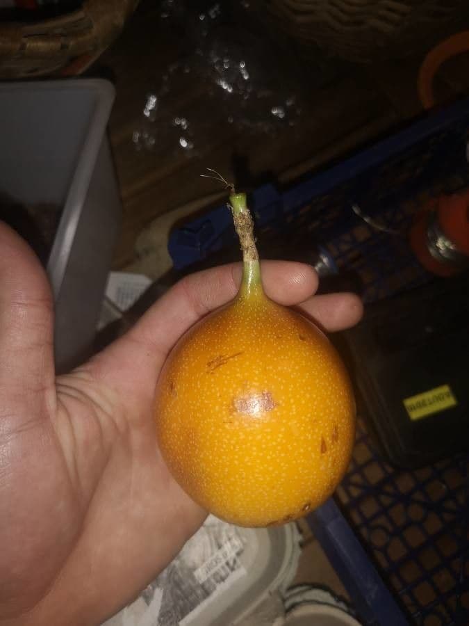 Granadilla dolce 3