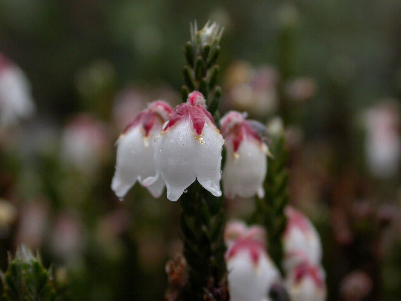 Cassiope fastigiata 2