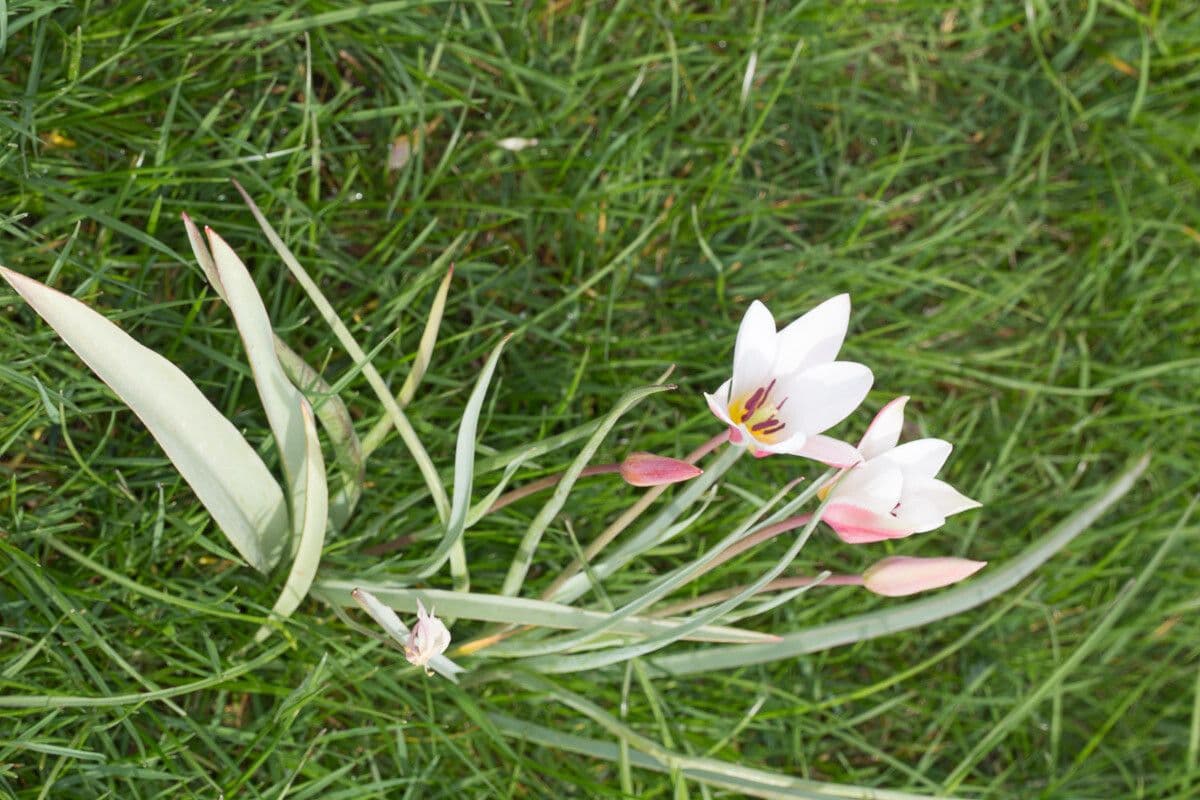 Clusius-Tulpe 16