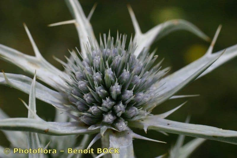 Eryngium glaciale 2