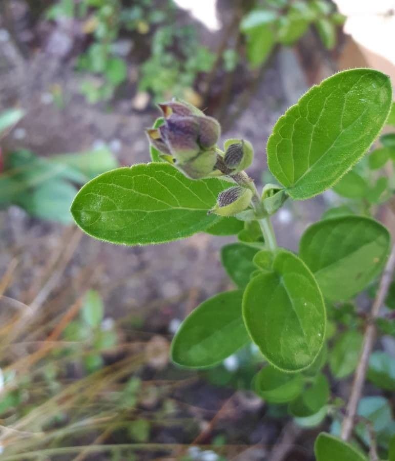 Barleria 10