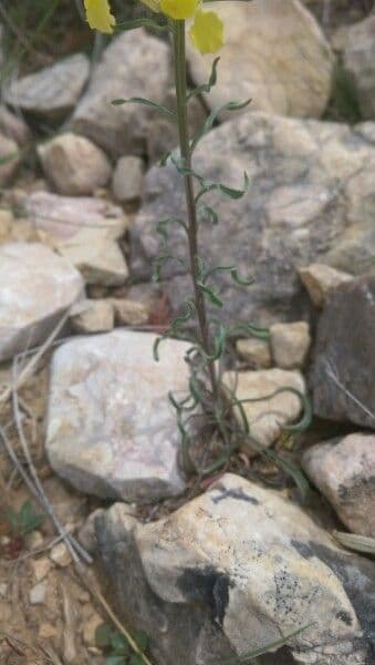 Erysimum rhaeticum 19