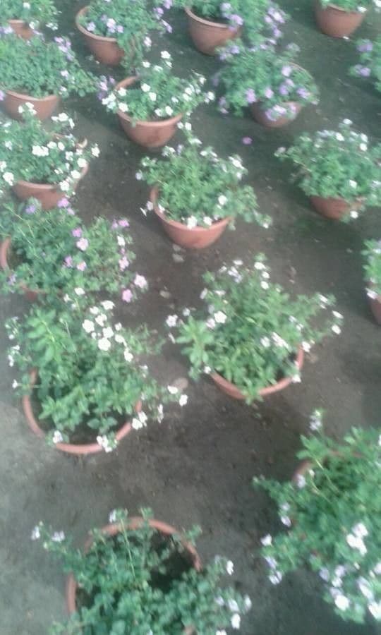 Bacopa