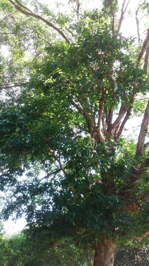 Campomanesia xanthocarpa 13