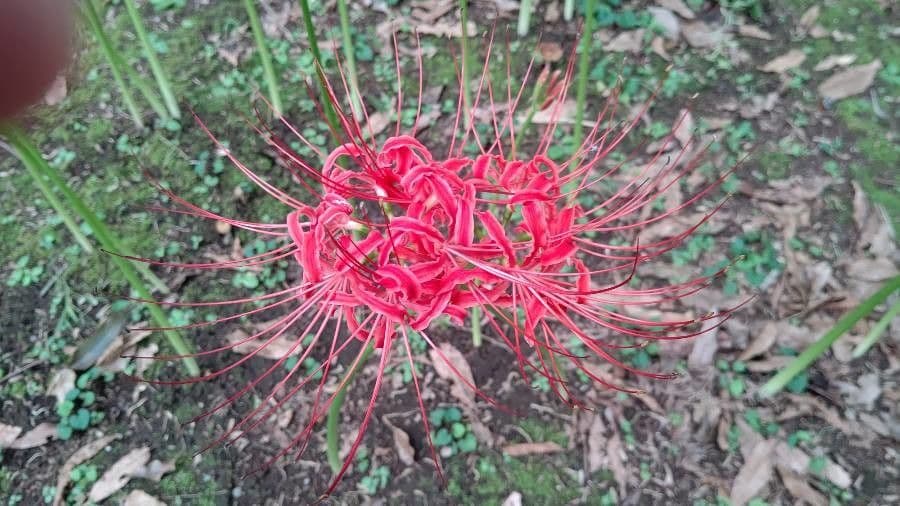Giglio ragno rosso 3