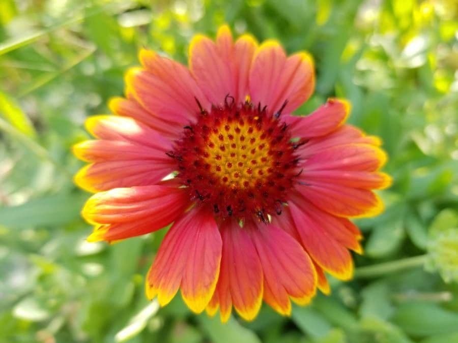 Gaillardia 6