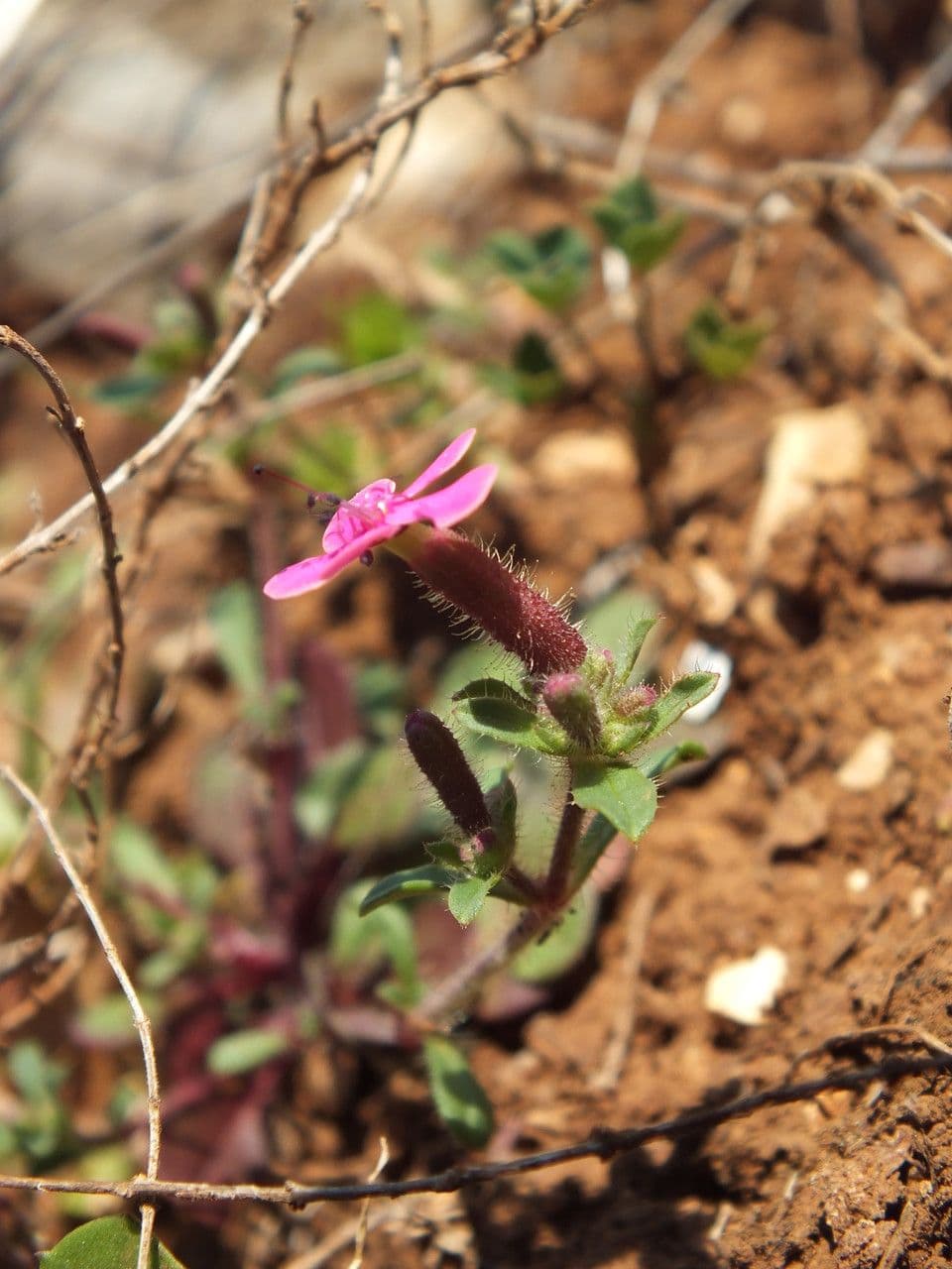 Saponaria 2