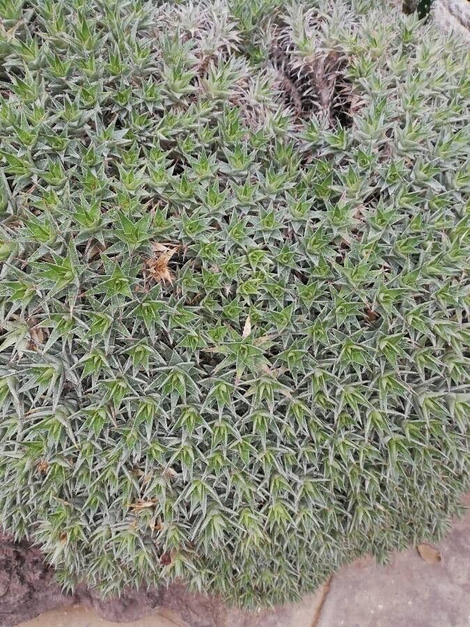 Deuterocohnia 8