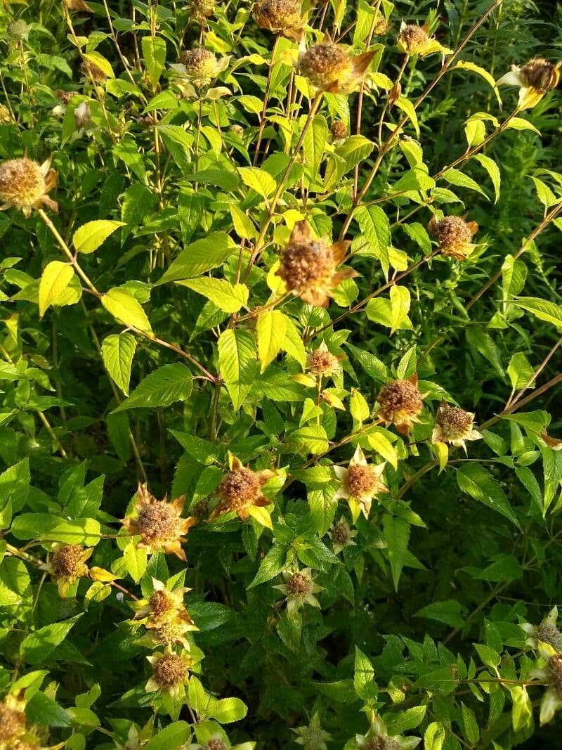 Monarda 2