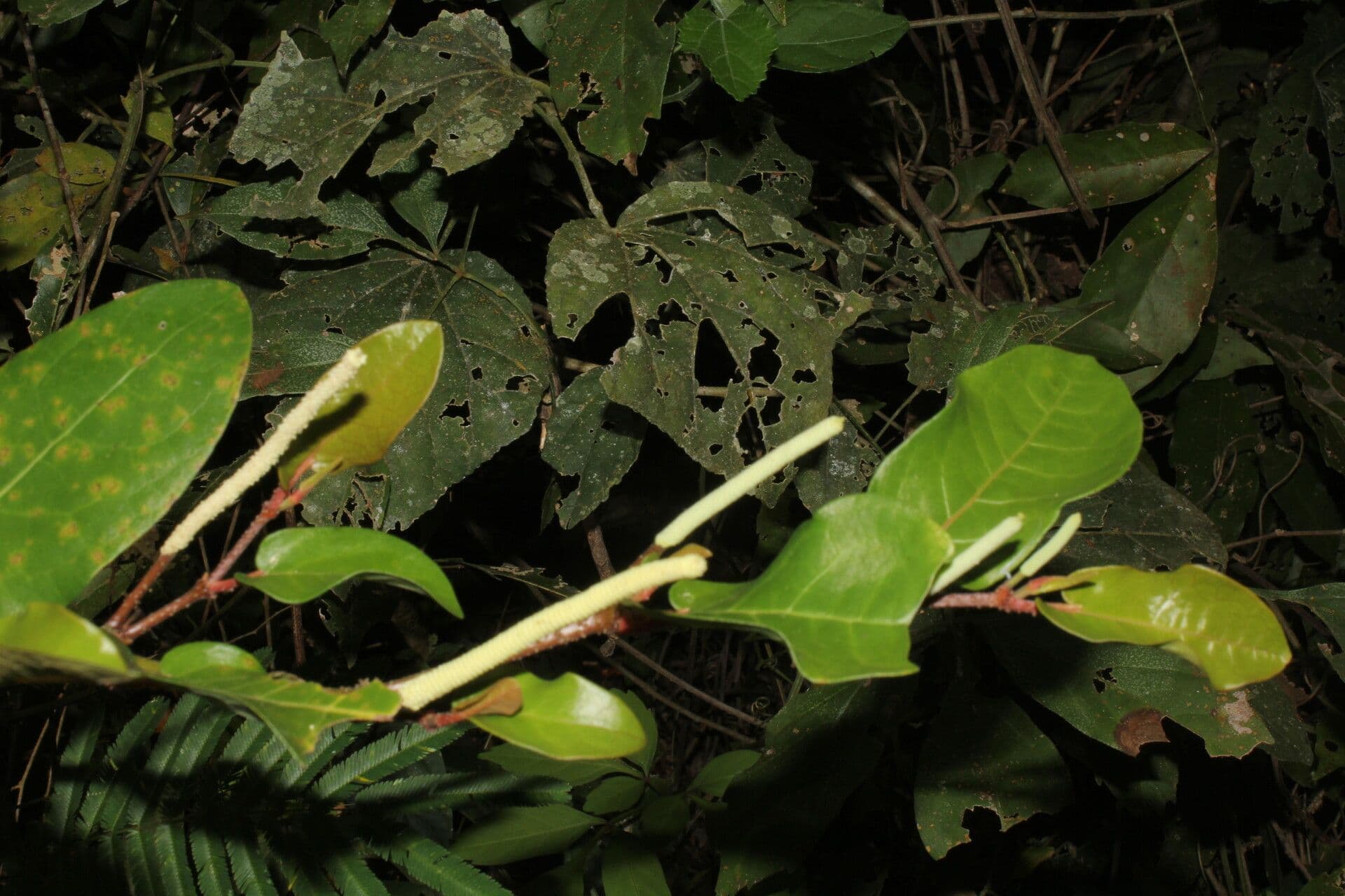 Pimienta tuberculada 21