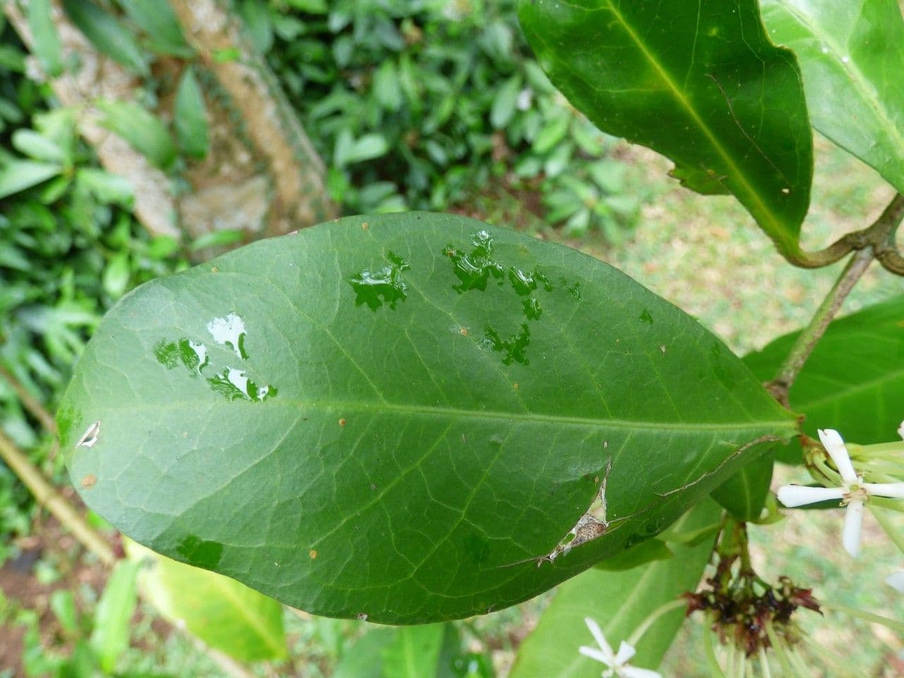 Ixora 19