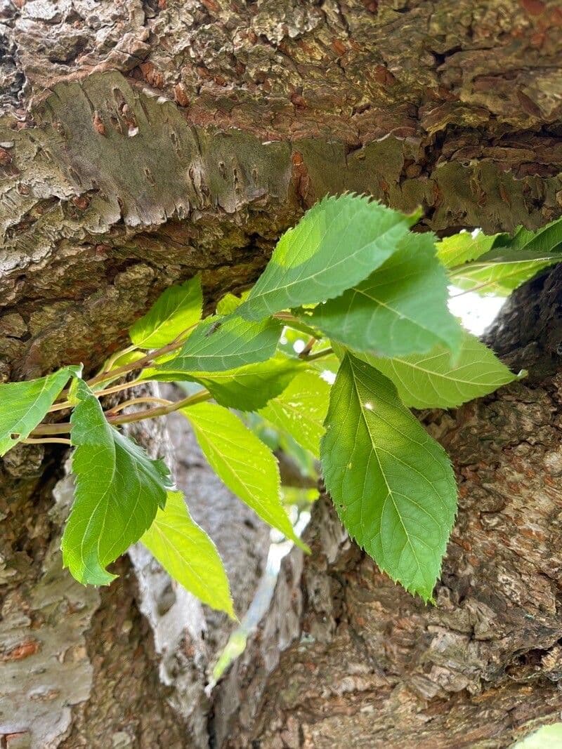 Chinese bush cherry 12