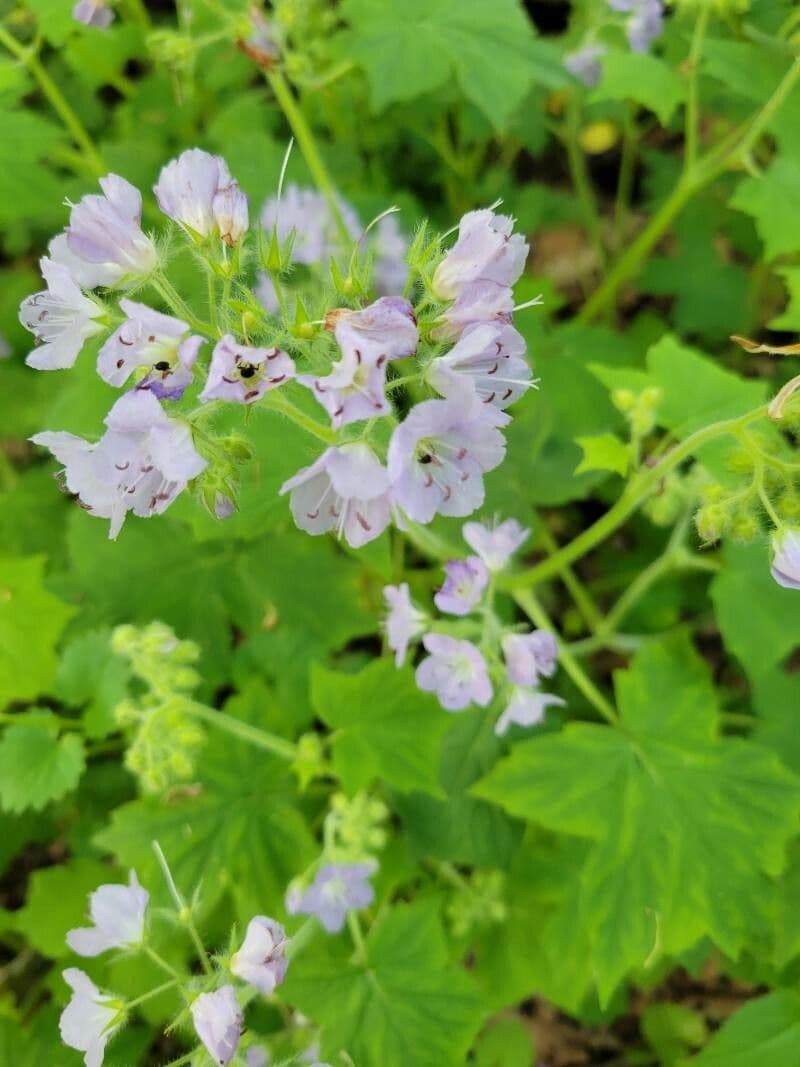 Feuille d'eau appendiculée 4