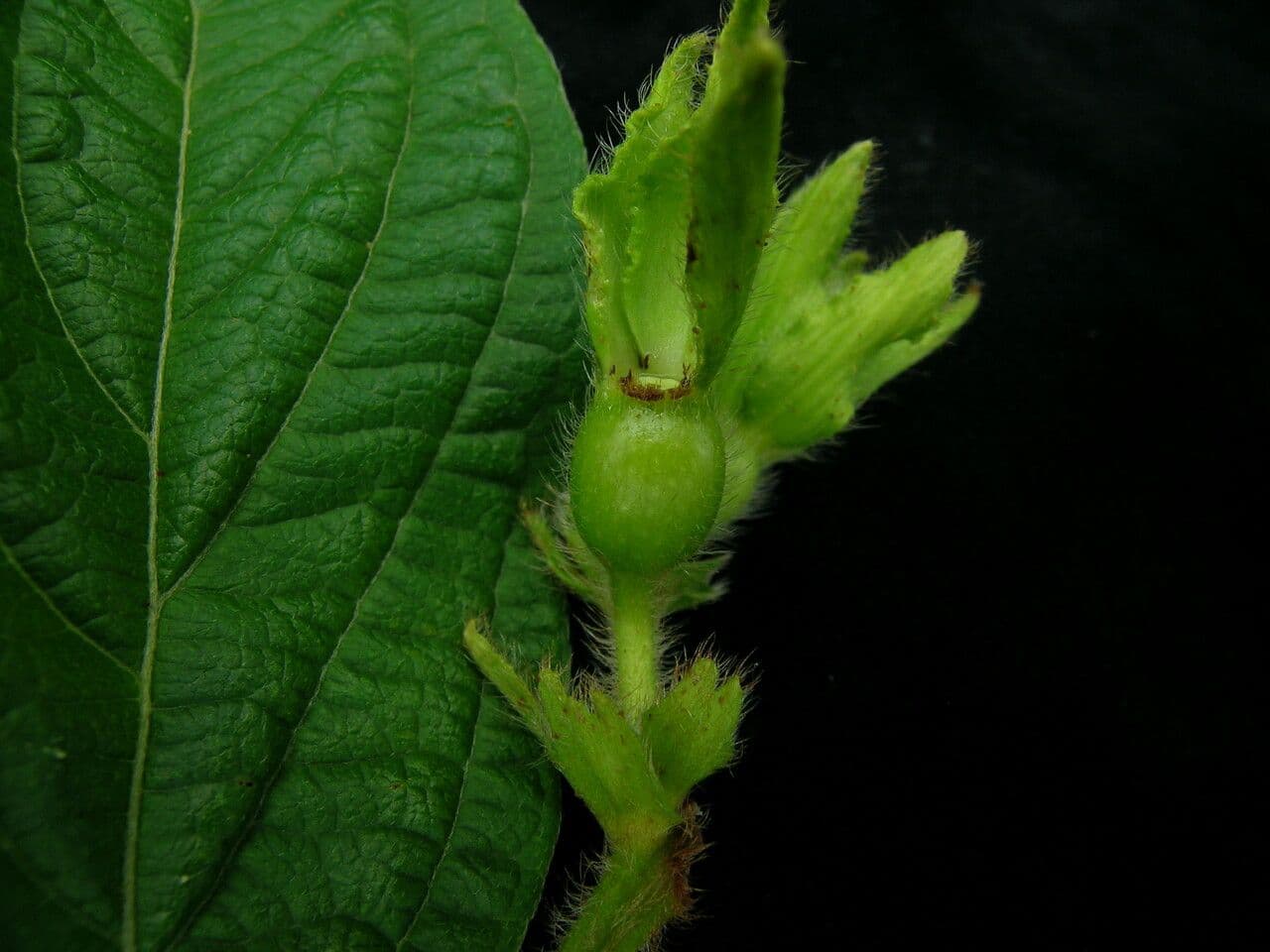 Mussaenda 5