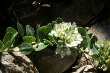 Telephium imperati 13