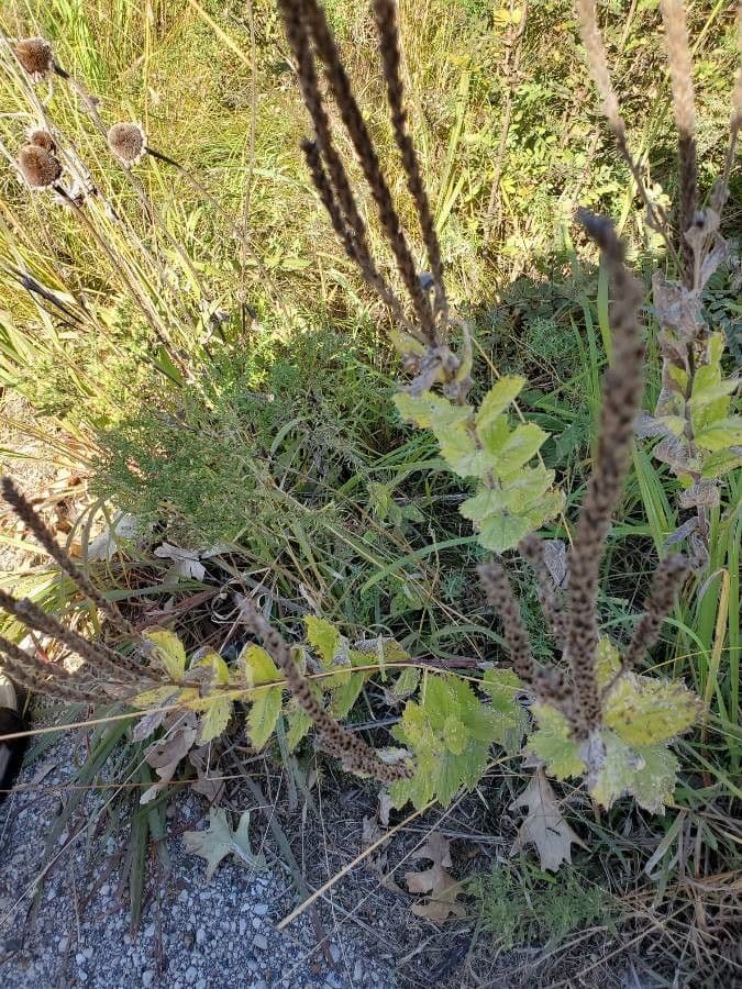Verbena estricta
