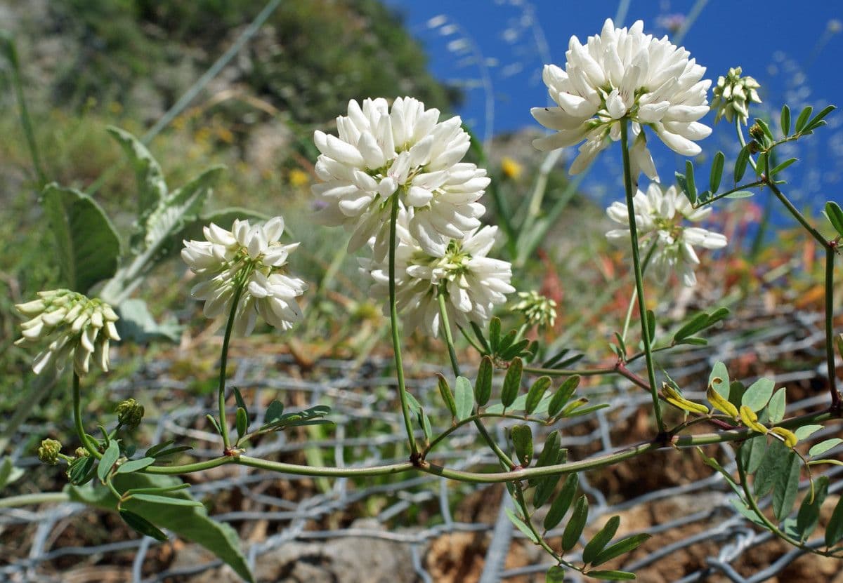 Korunka 5