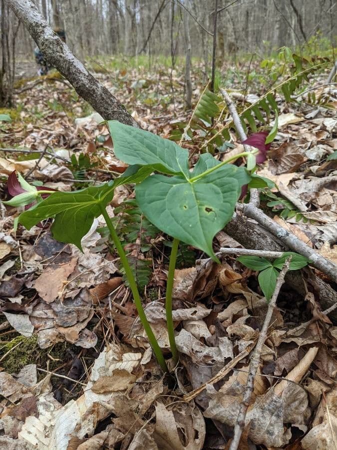 Trillium eretto 13