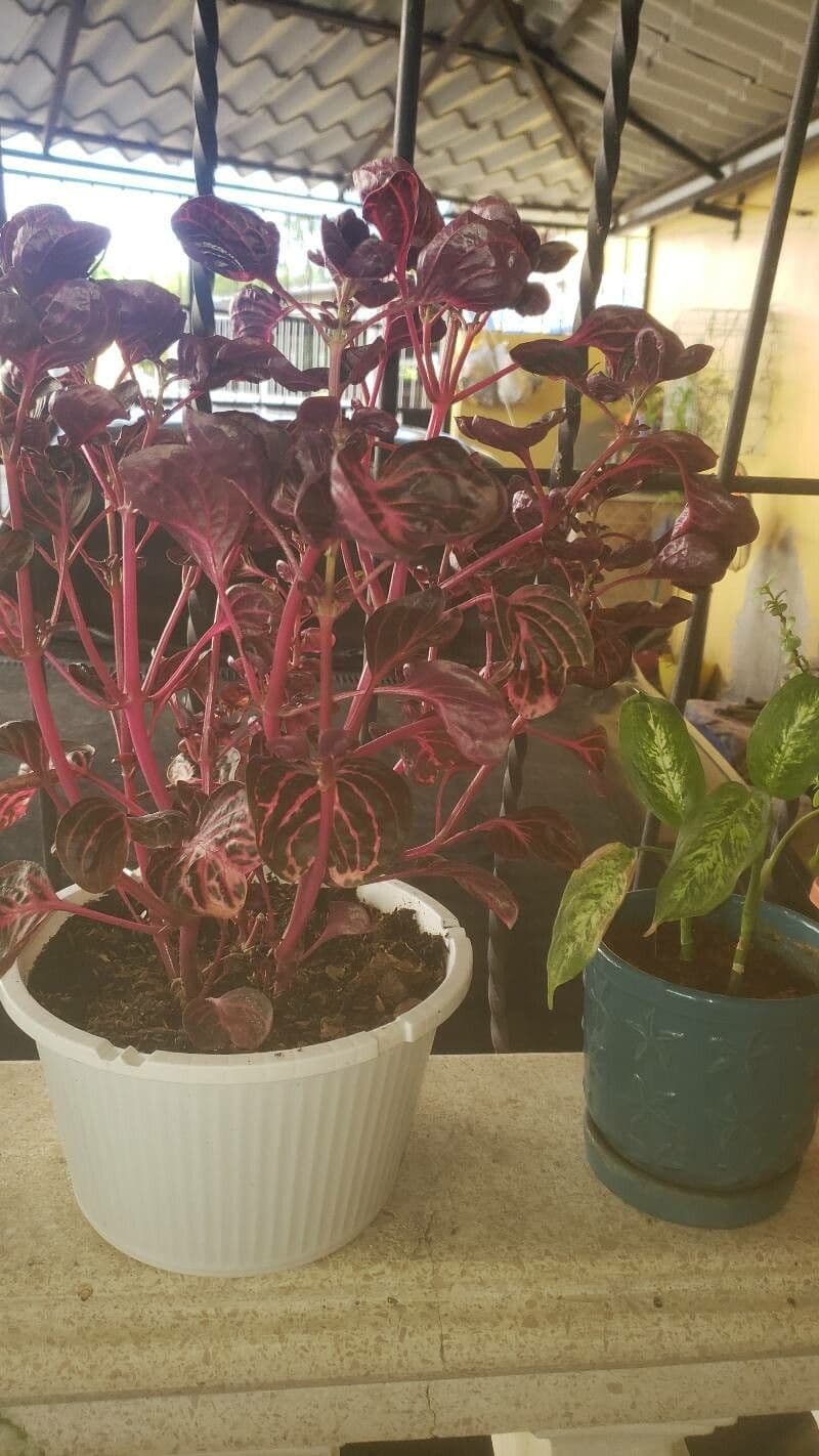 Fittonia 21