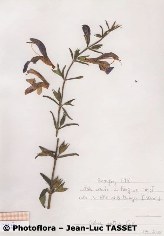 Salvia patens 20