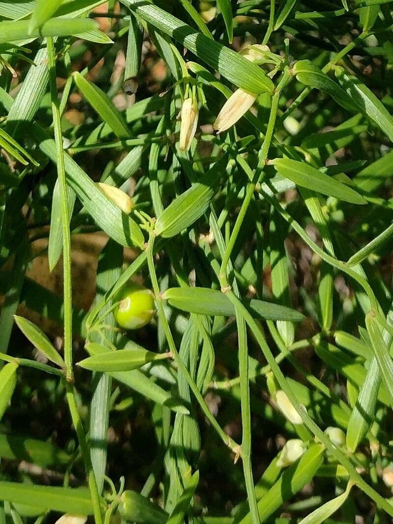 Geitonoplesium cymosum 10