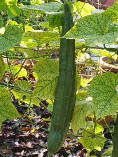 Luffa 12