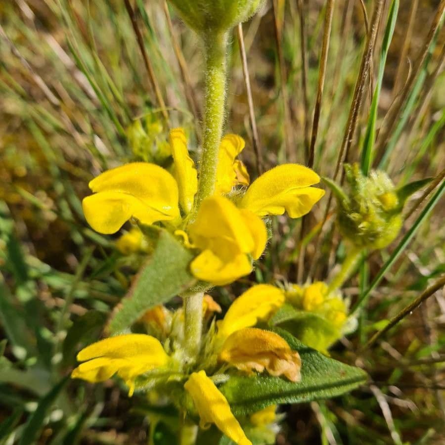 Mechera 9