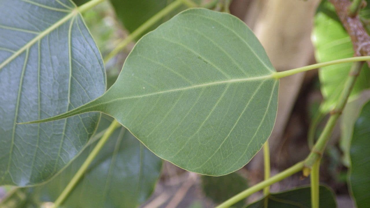 Cordia myxa 14