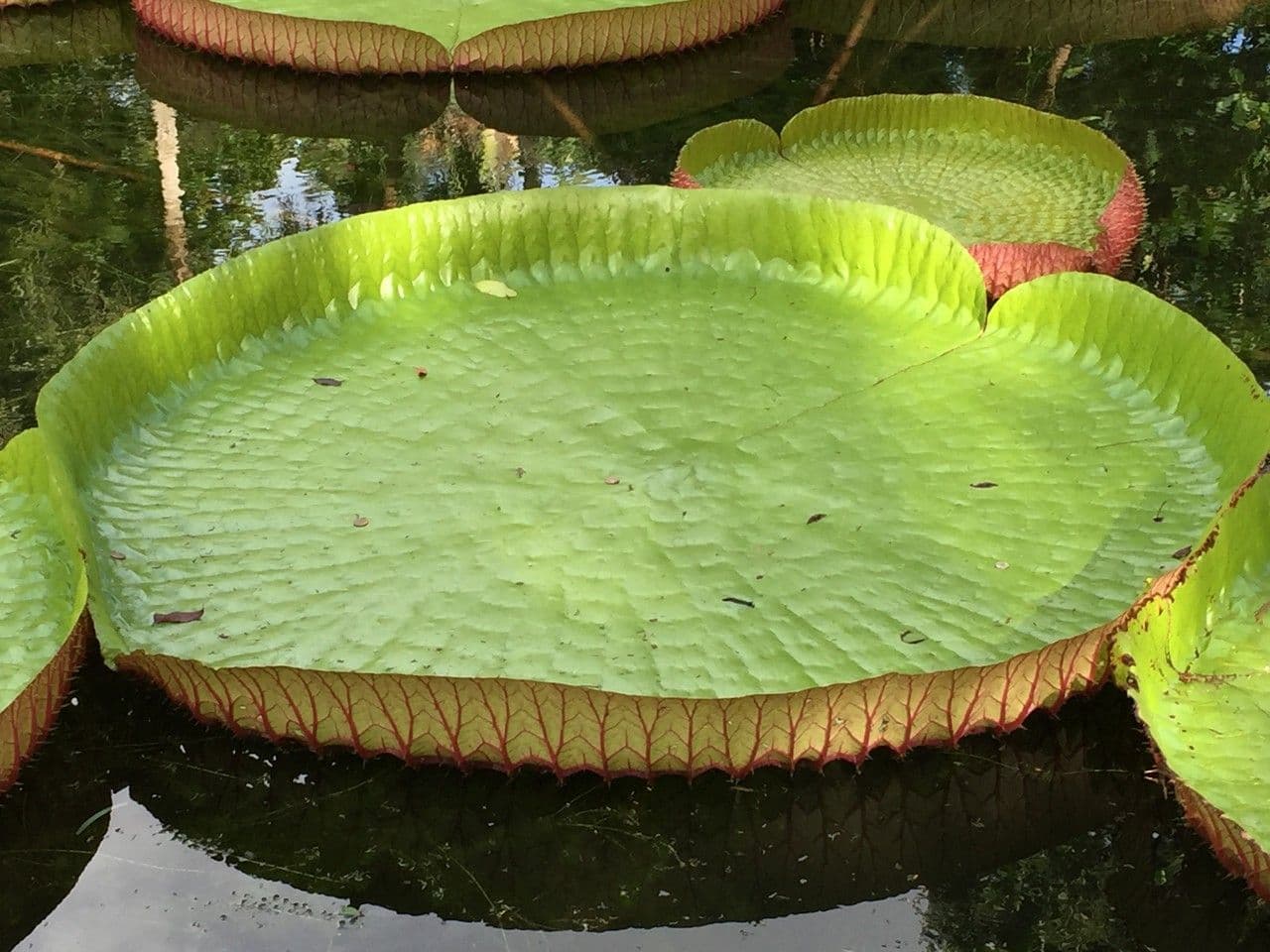 Riesen-Seerose 18