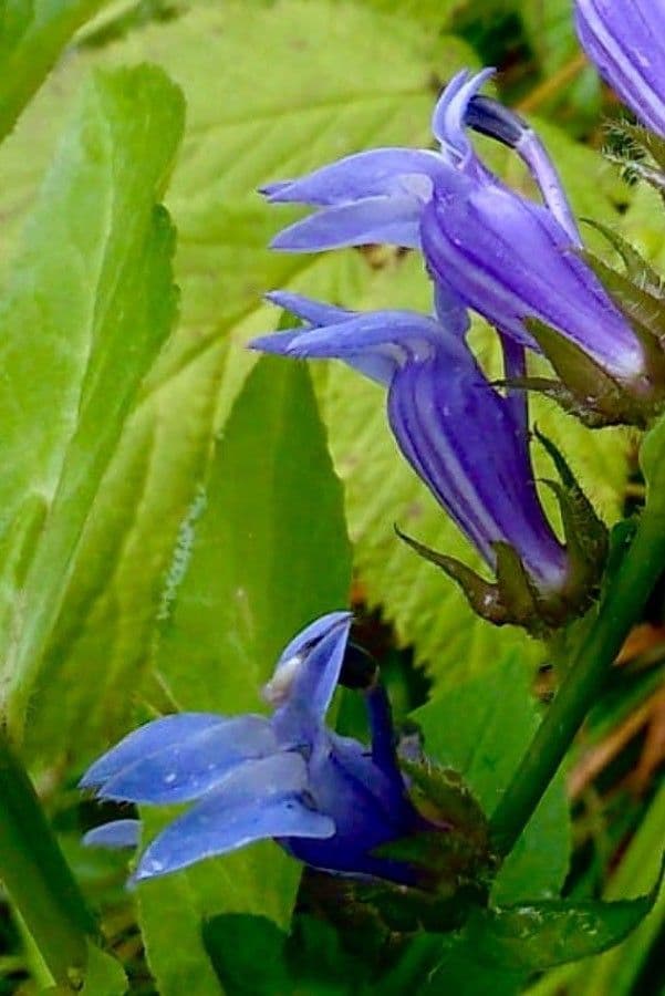 Lobelia blu 5