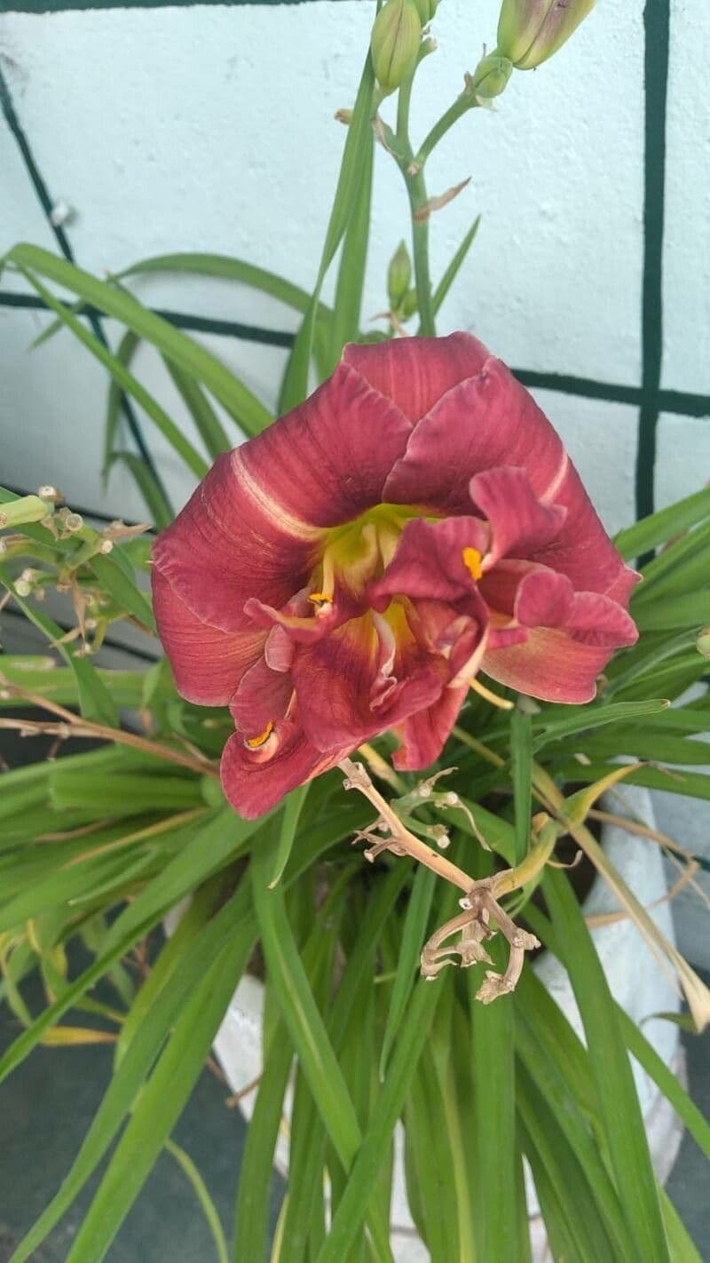 Hemerocallis minor 2