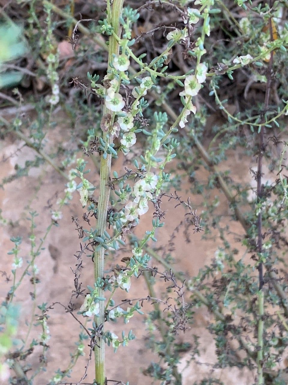 Maireana brevifolia 2