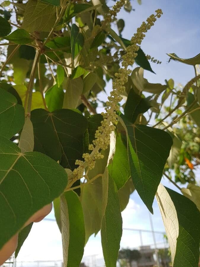 Croton