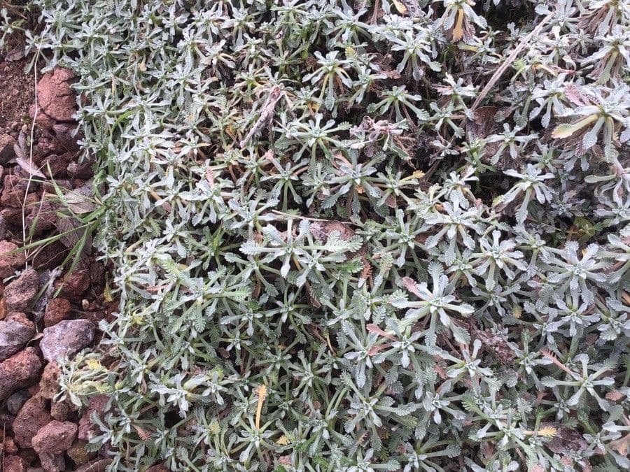 Achillea 6