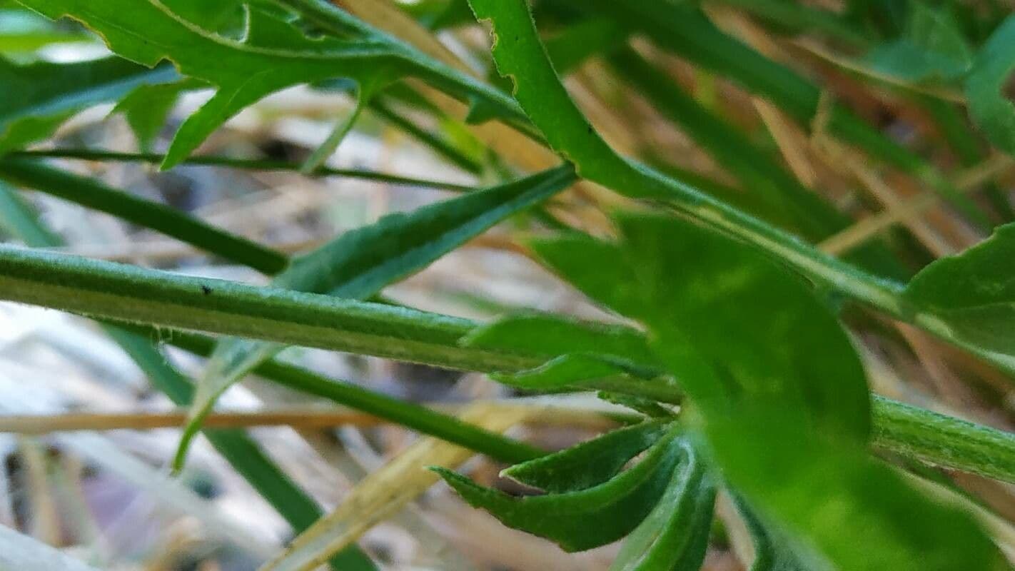 Centaurea collina 23