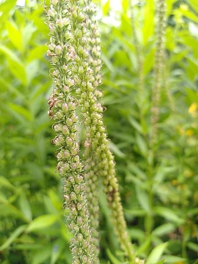 Verónica de hoja larga 5